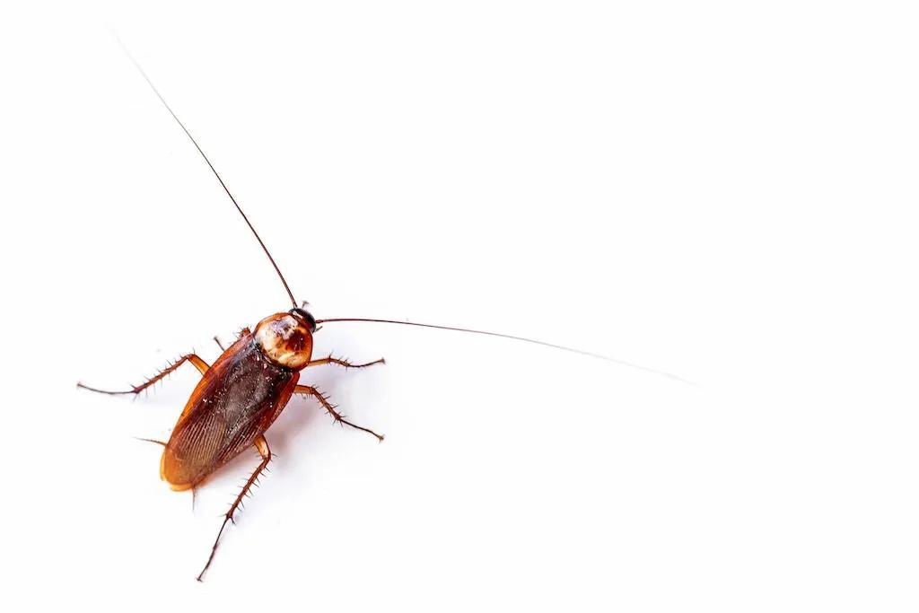 How to Control Cockroaches at Home Effectively