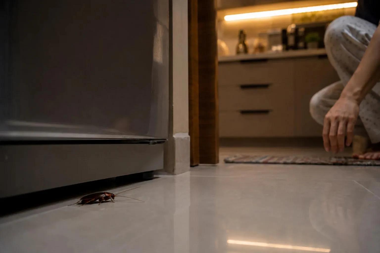 Cockroaches at Night: Why They Come Out After Dark