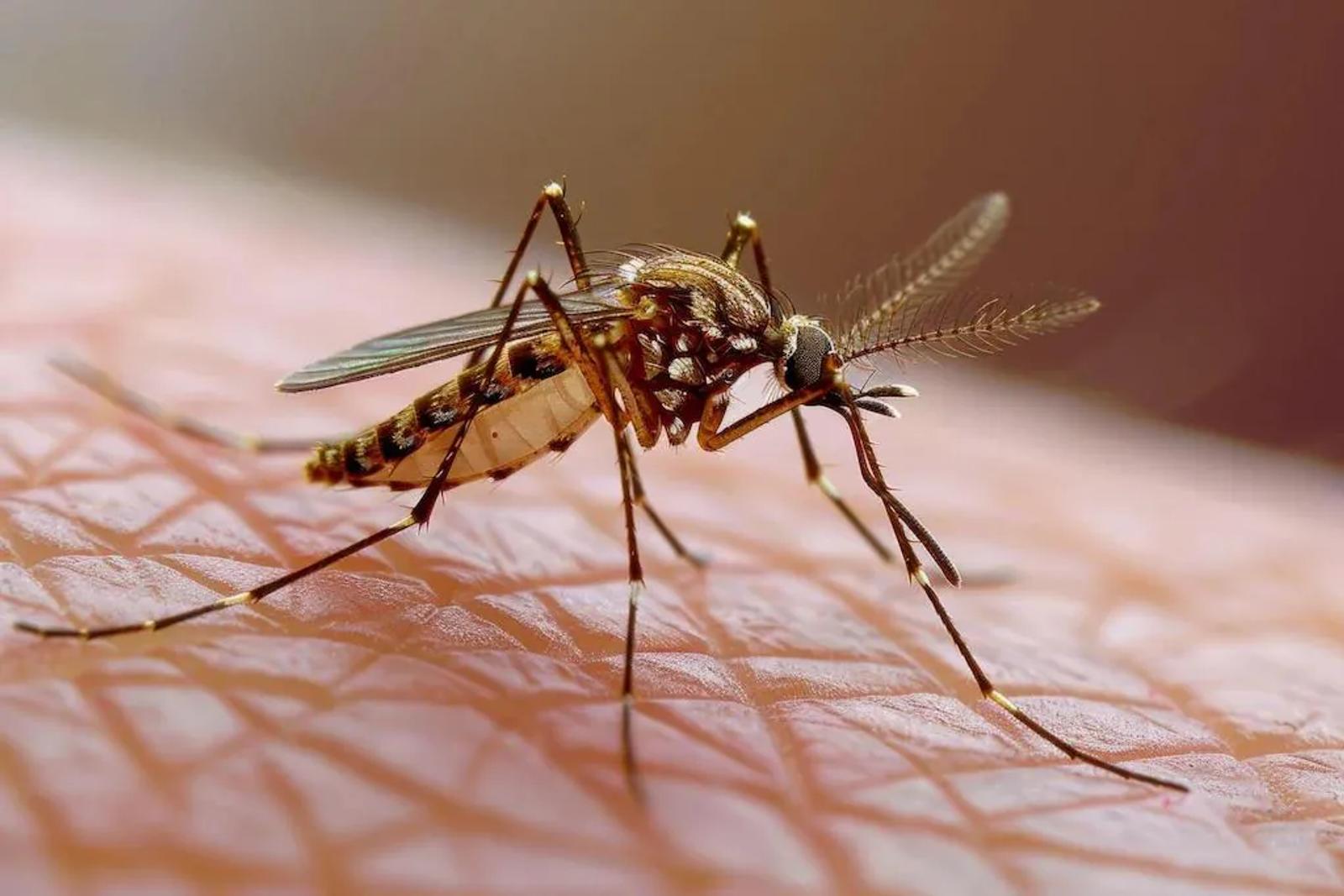 How to Get Rid of Mosquitoes: Expert Tips & Solutions