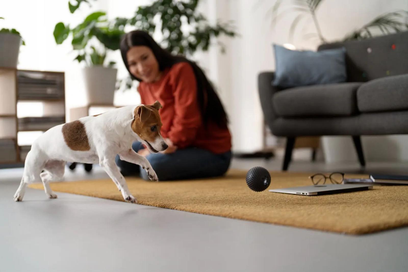 How to Keep a Clean Home with Pets: Expert Tips