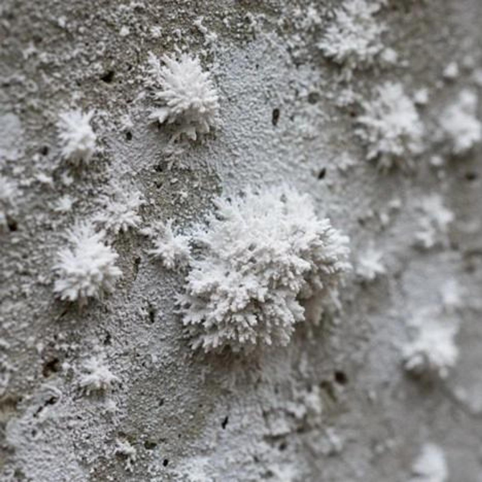 Efflorescence on Walls: Causes & Prevention Guide