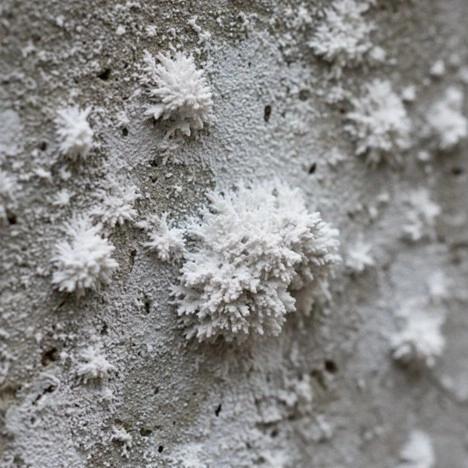 Efflorescence on Walls: Causes & Prevention Guide
