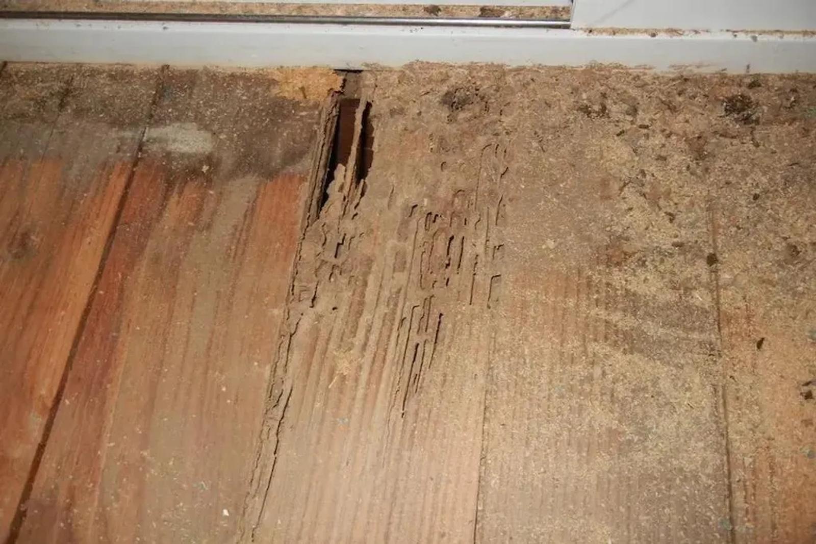 Proven Pest Control Tips to Reclaim Your Home