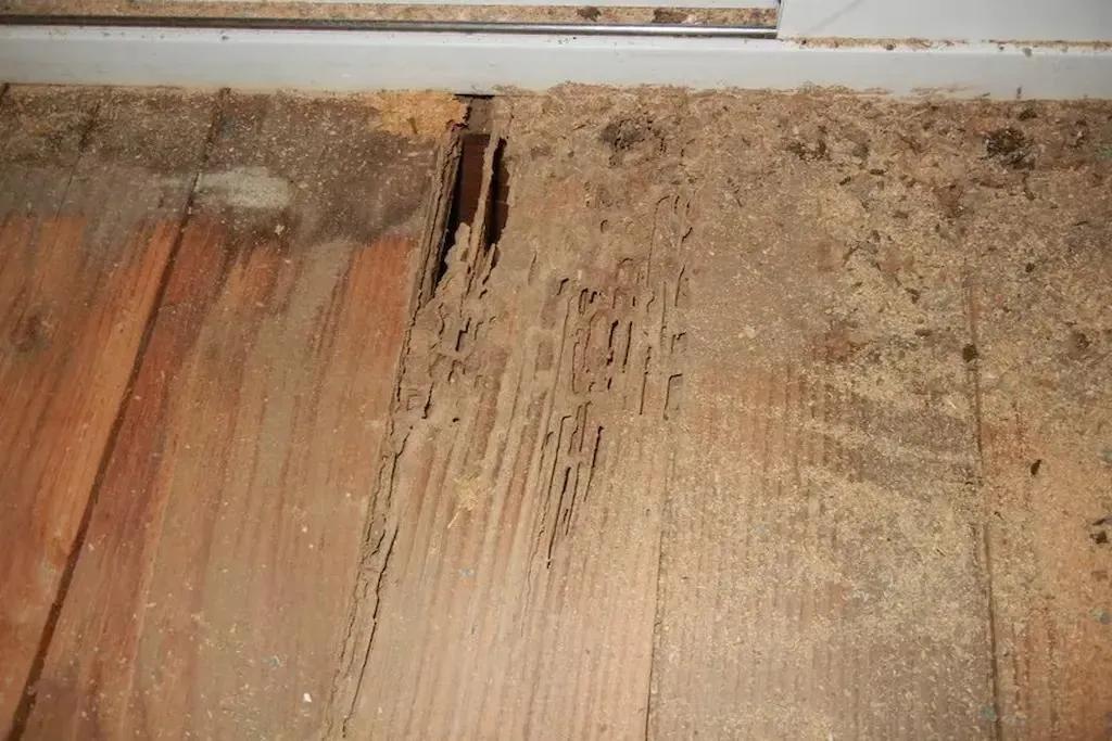 Proven Pest Control Tips to Reclaim Your Home