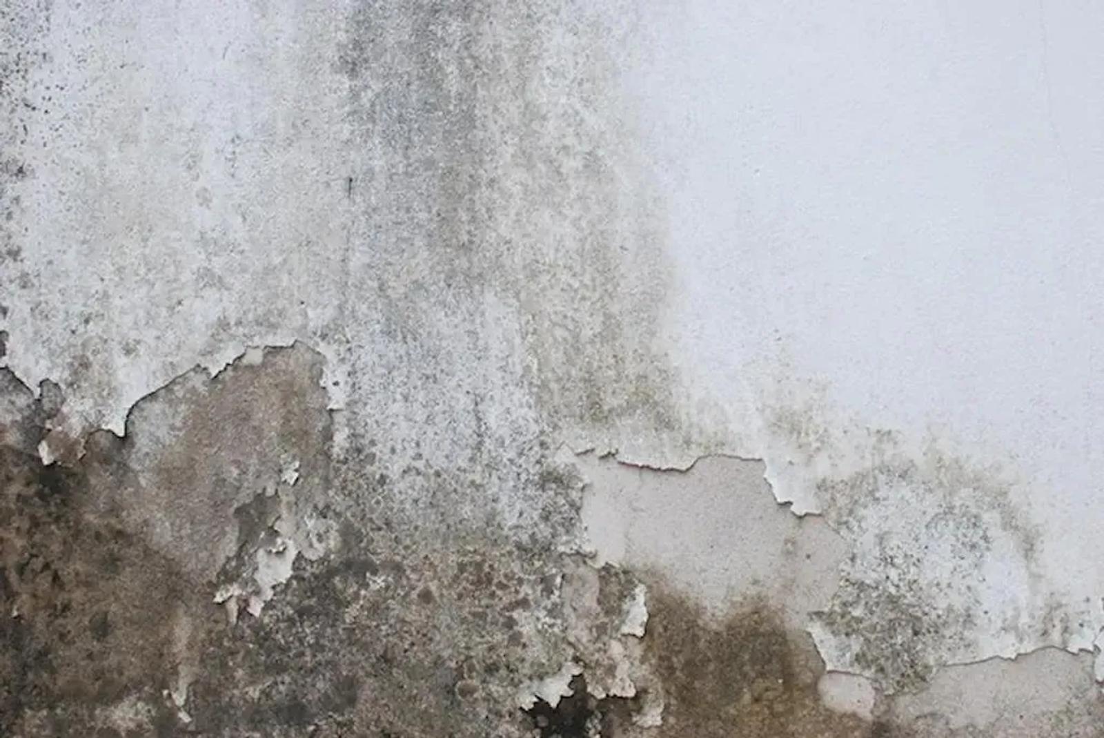Damp Walls or Plumbing Leak? How to Tell in 10 Minutes