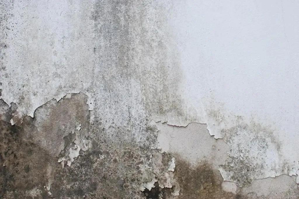 Damp Walls or Plumbing Leak? How to Tell in 10 Minutes