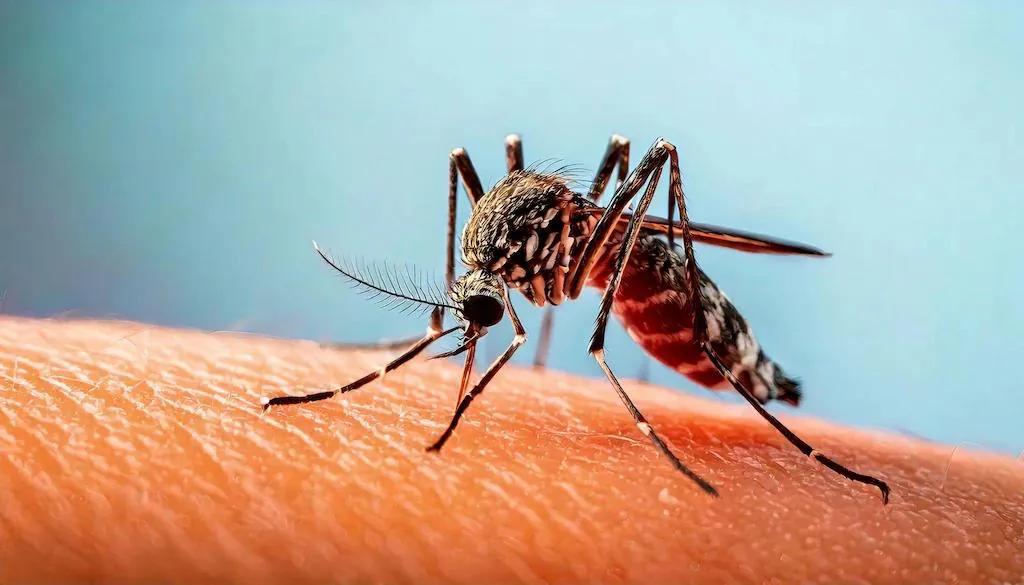 Prevent Dengue at Home: Cleanliness Tips for Bangalore