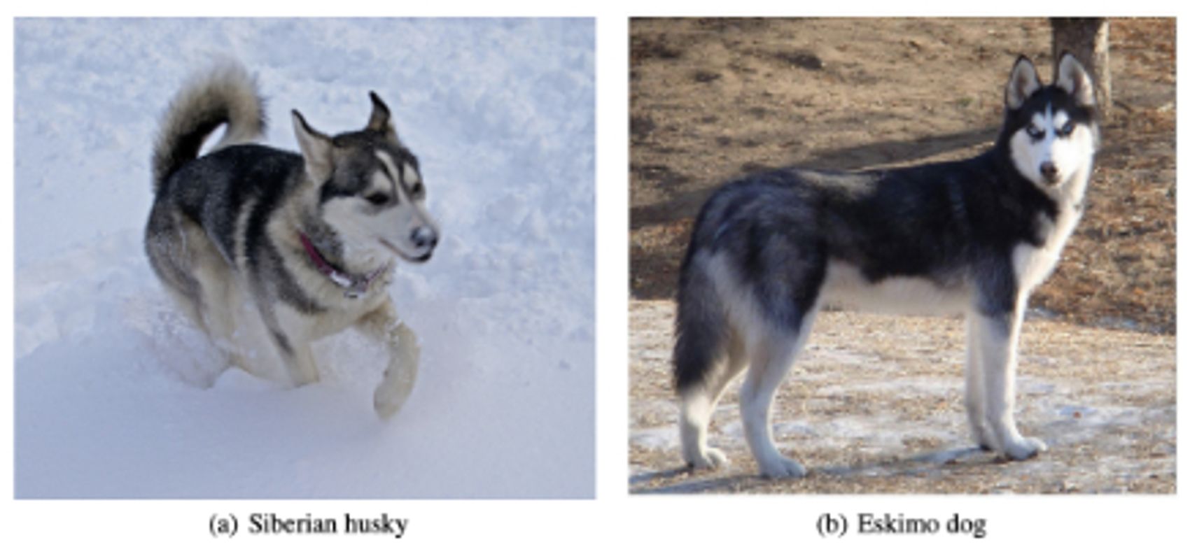 Siberian husky and eskimo dog​​​​‌﻿‍﻿​‍​‍‌‍﻿﻿‌﻿​‍‌‍‍‌‌‍‌﻿‌‍‍‌‌‍﻿‍​‍​‍​﻿‍‍​‍​‍‌﻿​﻿‌‍​‌‌‍﻿‍‌‍‍‌‌﻿‌​‌﻿‍‌​‍﻿‍‌‍‍‌‌‍﻿﻿​‍​‍​‍﻿​​‍​‍‌‍‍​‌﻿​‍‌‍‌‌‌‍‌‍​‍​‍​﻿‍‍​‍​‍‌‍‍​‌﻿‌​‌﻿‌​‌﻿​​‌﻿​﻿​﻿‍‍​‍﻿﻿​‍﻿﻿‌‍​‍‌‍‌‌‌‍‍﻿‌‍‍﻿​‍﻿‌‌‍​‍‌‍﻿​‌‍﻿﻿‌‍‌﻿‌‍‌﻿​‍﻿‌‌﻿​﻿‌‍​‌‌‍﻿‍‌‍‍‌‌﻿‌​‌﻿‍‌​‍﻿‍‌﻿‌‍‌‍‌‌‌﻿​‍‌‍​﻿‌‍‌‌‌‍﻿​​‍﻿‍‌‍​‌‌﻿​​‌﻿​​​‍﻿﻿‌‍‍‌‌‍﻿‍‌﻿‌​‌‍‌‌‌‍﻿‍‌﻿‌​​‍﻿﻿‌‍‌‌‌‍‌​‌‍‍‌‌﻿‌​​‍﻿﻿‌‍﻿‌‌‍﻿﻿‌‍‌​‌‍‌‌​﻿﻿‌‌﻿​​‌﻿​‍‌‍‌‌‌﻿​﻿‌‍‌‌‌‍﻿‍‌﻿‌​‌‍​‌‌﻿‌​‌‍‍‌‌‍﻿﻿‌‍﻿‍​﻿‍﻿‌‍‍‌‌‍‌​​﻿﻿‌​﻿​﻿​﻿‌‌‌‍​﻿‌‍‌‌‌‍‌‌​﻿‌​​﻿​‍​﻿‍‌​‍﻿‌​﻿‌​​﻿‍‌​﻿​​‌‍​‍​‍﻿‌​﻿‌​‌‍​‌​﻿​​‌‍‌‍​‍﻿‌‌‍​‍​﻿​‍​﻿‌‍‌‍​‍​‍﻿‌​﻿‌‌​﻿‌‌‌‍‌‌‌‍‌​​﻿‌‌​﻿​​​﻿‍​​﻿​﻿‌‍‌‌‌‍​﻿​﻿‌‌​﻿‌‌​﻿‍﻿‌﻿‌​‌﻿‍‌‌﻿​​‌‍‌‌​﻿﻿‌‌﻿​​‌‍﻿﻿‌﻿​﻿‌﻿‌​​﻿‍﻿‌﻿​​‌‍​‌‌﻿‌​‌‍‍​​﻿﻿‌‌‍​﻿‌‍﻿﻿‌‍﻿‍‌﻿‌​‌‍‌‌‌‍﻿‍‌﻿‌​​‍‌‌​﻿‌‌‌​​‍‌‌﻿﻿‌‍‍﻿‌‍‌‌‌﻿‍‌​‍‌‌​﻿​﻿‌​‌​​‍‌‌​﻿​﻿‌​‌​​‍‌‌​﻿​‍​﻿​‍​﻿‍​​﻿​﻿​﻿‌﻿​﻿‌﻿‌‍‌‍‌‍‌​​﻿​‍​﻿‌​​﻿‌​‌‍​﻿​﻿‌‍​﻿​‌​‍‌‌​﻿​‍​﻿​‍​‍‌‌​﻿‌‌‌​‌​​‍﻿‍‌‍​‌‌‍﻿​‌﻿‌​​﻿﻿﻿‌‍​‍‌‍​‌‌﻿​﻿‌‍‌‌‌‌‌‌‌﻿​‍‌‍﻿​​﻿﻿‌‌‍‍​‌﻿‌​‌﻿‌​‌﻿​​‌﻿​﻿​‍‌‌​﻿​﻿‌​​‌​‍‌‌​﻿​‍‌​‌‍​‍‌‌​﻿​‍‌​‌‍‌‍​‍‌‍‌‌‌‍‍﻿‌‍‍﻿​‍﻿‌‌‍​‍‌‍﻿​‌‍﻿﻿‌‍‌﻿‌‍‌﻿​‍﻿‌‌﻿​﻿‌‍​‌‌‍﻿‍‌‍‍‌‌﻿‌​‌﻿‍‌​‍﻿‍‌﻿‌‍‌‍‌‌‌﻿​‍‌‍​﻿‌‍‌‌‌‍﻿​​‍﻿‍‌‍​‌‌﻿​​‌﻿​​​‍‌‍‌‍‍‌‌‍‌​​﻿﻿‌​﻿​﻿​﻿‌‌‌‍​﻿‌‍‌‌‌‍‌‌​﻿‌​​﻿​‍​﻿‍‌​‍﻿‌​﻿‌​​﻿‍‌​﻿​​‌‍​‍​‍﻿‌​﻿‌​‌‍​‌​﻿​​‌‍‌‍​‍﻿‌‌‍​‍​﻿​‍​﻿‌‍‌‍​‍​‍﻿‌​﻿‌‌​﻿‌‌‌‍‌‌‌‍‌​​﻿‌‌​﻿​​​﻿‍​​﻿​﻿‌‍‌‌‌‍​﻿​﻿‌‌​﻿‌‌​‍‌‍‌﻿‌​‌﻿‍‌‌﻿​​‌‍‌‌​﻿﻿‌‌﻿​​‌‍﻿﻿‌﻿​﻿‌﻿‌​​‍‌‍‌﻿​​‌‍​‌‌﻿‌​‌‍‍​​﻿﻿‌‌‍​﻿‌‍﻿﻿‌‍﻿‍‌﻿‌​‌‍‌‌‌‍﻿‍‌﻿‌​​‍‌‌​﻿‌‌‌​​‍‌‌﻿﻿‌‍‍﻿‌‍‌‌‌﻿‍‌​‍‌‌​﻿​﻿‌​‌​​‍‌‌​﻿​﻿‌​‌​​‍‌‌​﻿​‍​﻿​‍​﻿‍​​﻿​﻿​﻿‌﻿​﻿‌﻿‌‍‌‍‌‍‌​​﻿​‍​﻿‌​​﻿‌​‌‍​﻿​﻿‌‍​﻿​‌​‍‌‌​﻿​‍​﻿​‍​‍‌‌​﻿‌‌‌​‌​​‍﻿‍‌‍​‌‌‍﻿​‌﻿‌​​‍​‍‌﻿﻿‌