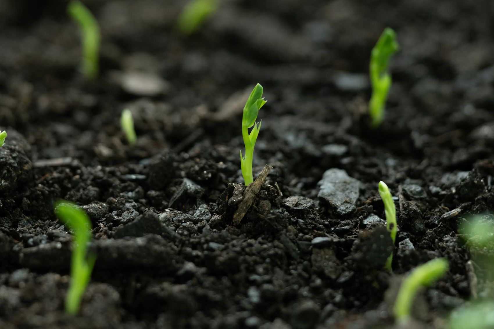 Frø som spirer - Nora Jane Long: https://unsplash.com/photos/a-close-up-of-small-green-plants-growing-in-dirt-ELlinjlfwL8