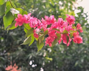 Masse rosa blomster som henger