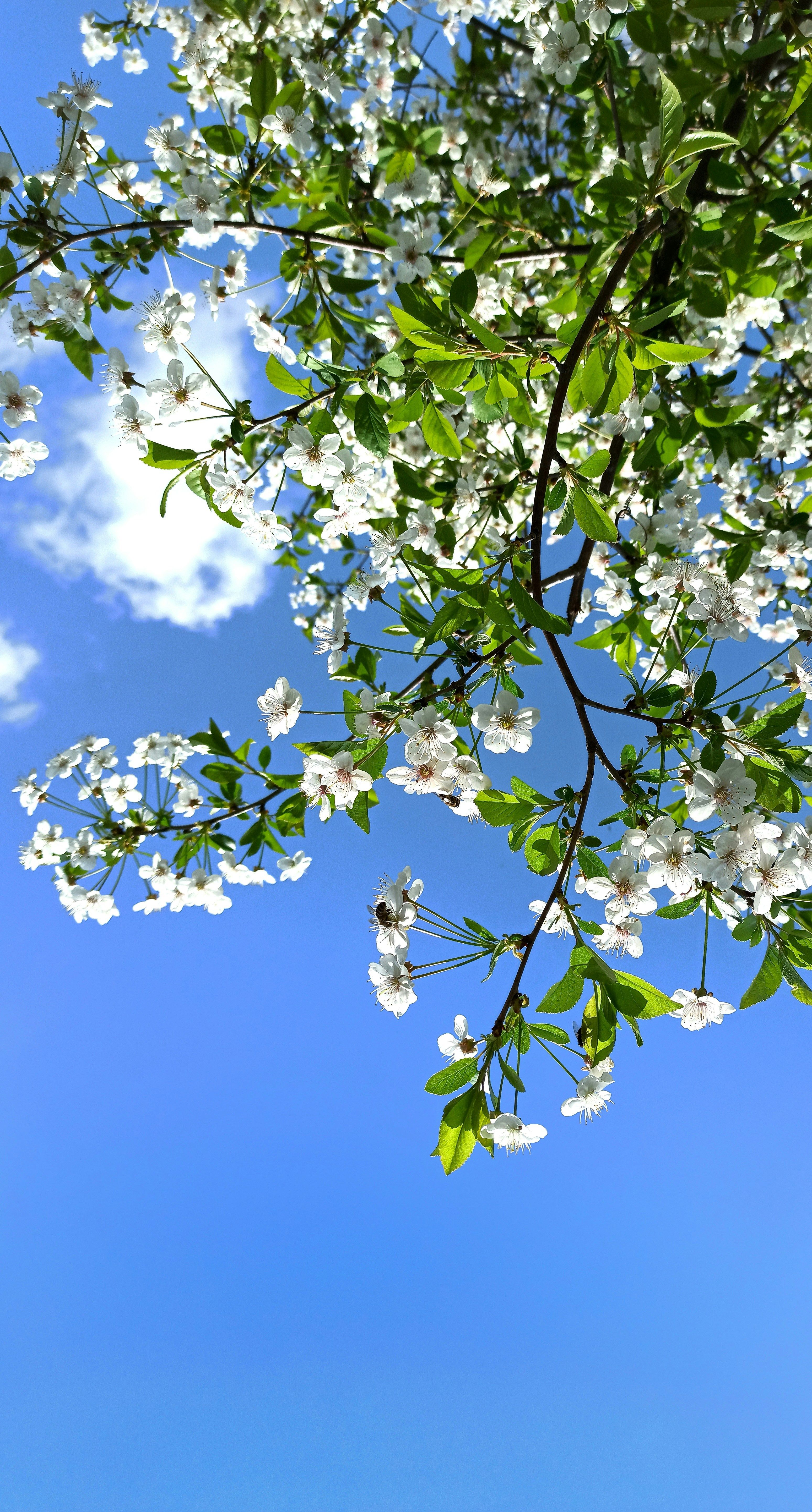 Kirsebærtre i full blomst sett nedenfra mot blå himmel
