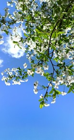 Kirsebærtre i full blomst sett nedenfra mot blå himmel