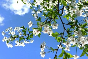 Kirsebærtre i full blomst sett nedenfra mot blå himmel