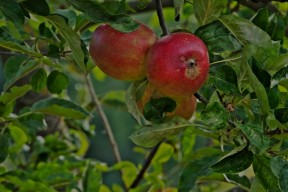 Bilde av en eplehage - Av Mosharraf Hossain på Unsplash