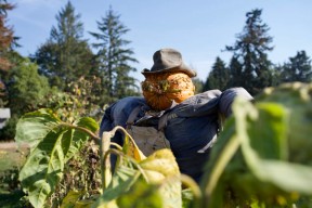 Foto av et fugleskremsel fylt med høy og et gresskar for hode stående i en åker.