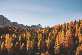 Høstkledd lerkeskog i gult og oransje foran en grå fjellrygg under blå himmel.