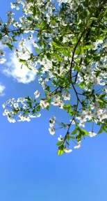 Kirsebærtre i full blomst sett nedenfra mot blå himmel