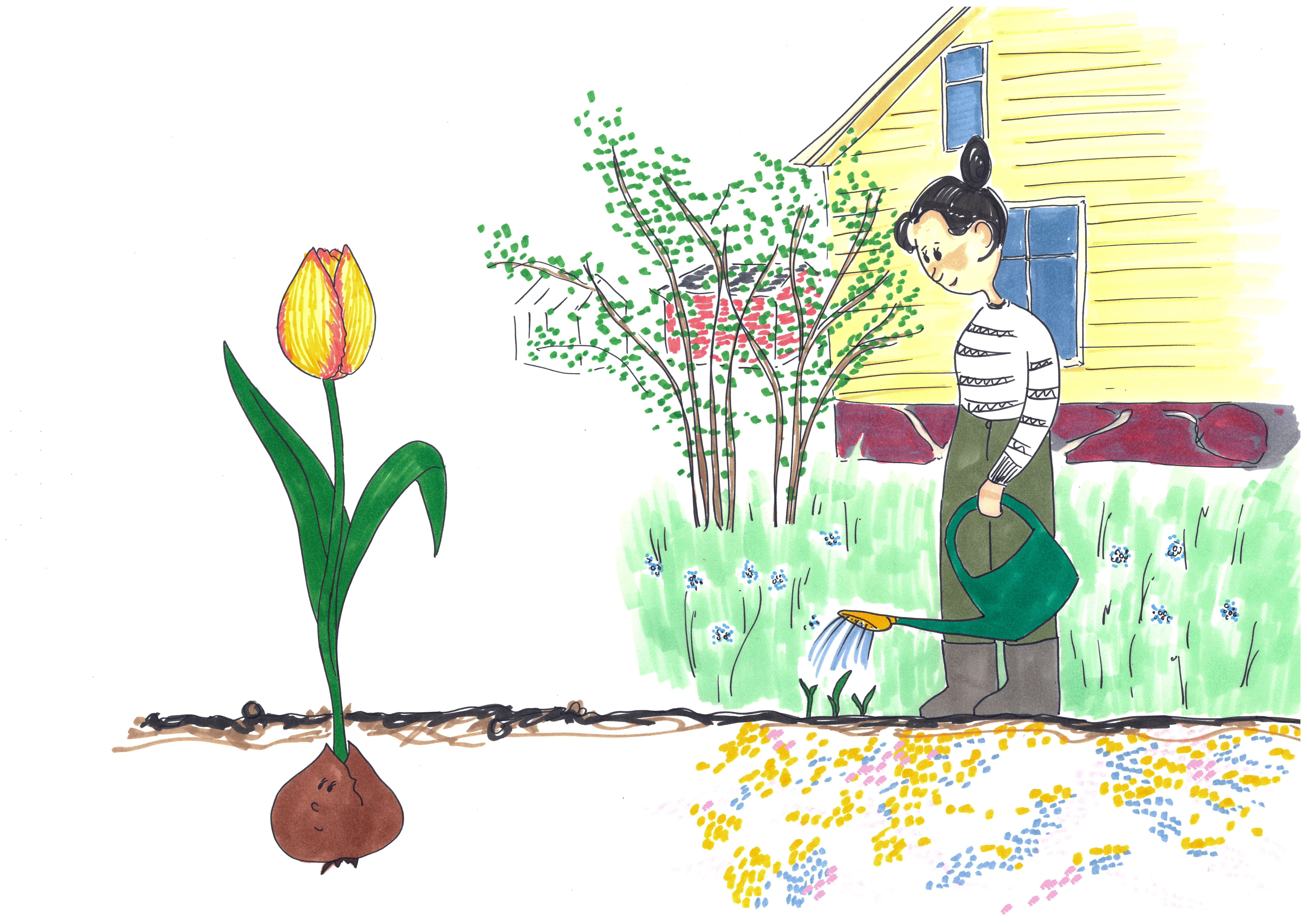 En tegning av en dame som vanner spirer i en blomsterhage