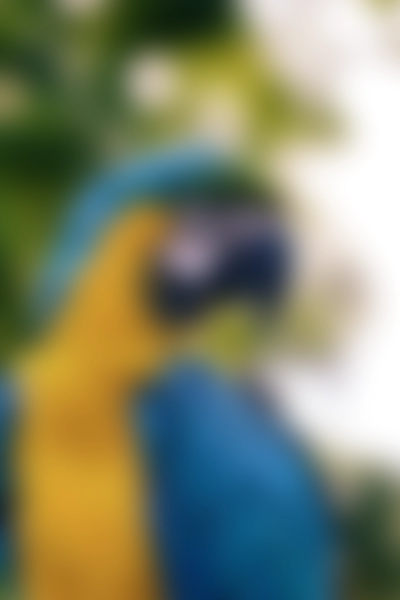 A blurred image of a parrot