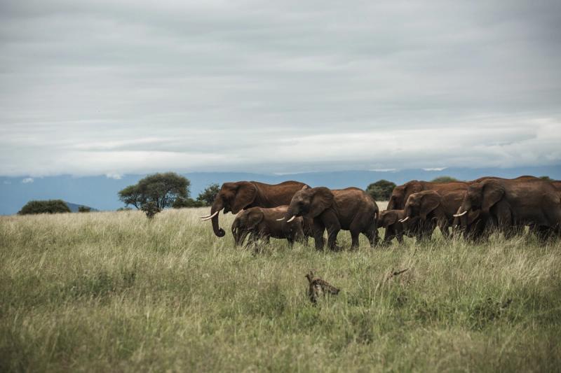 Elefantflokk som krysser savannen. 