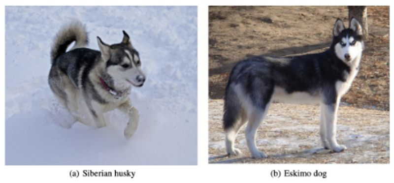 Siberian husky and eskimo dog