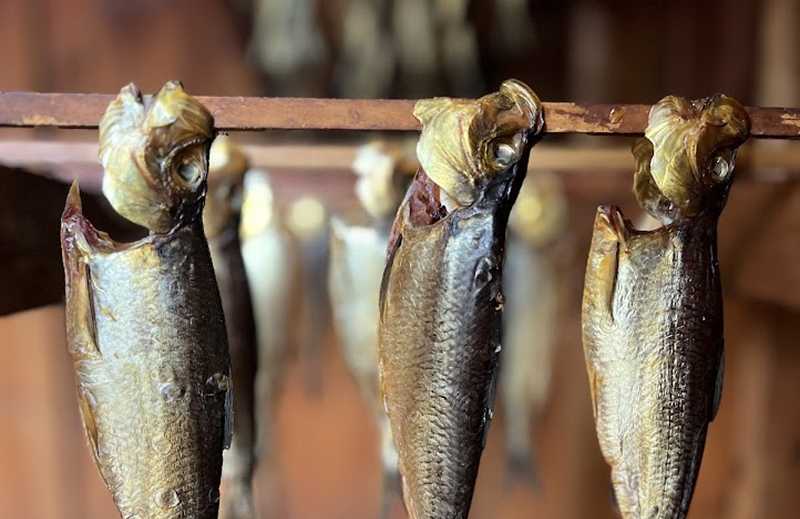 Smoked Alewife fish fresh from the smokehouse