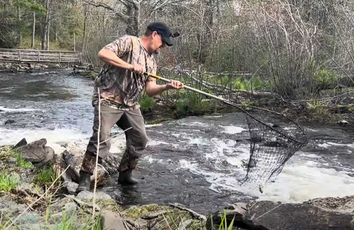 Fisherman netting Alewife fish out of the river