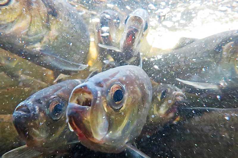 Alewife fish migrating upstream