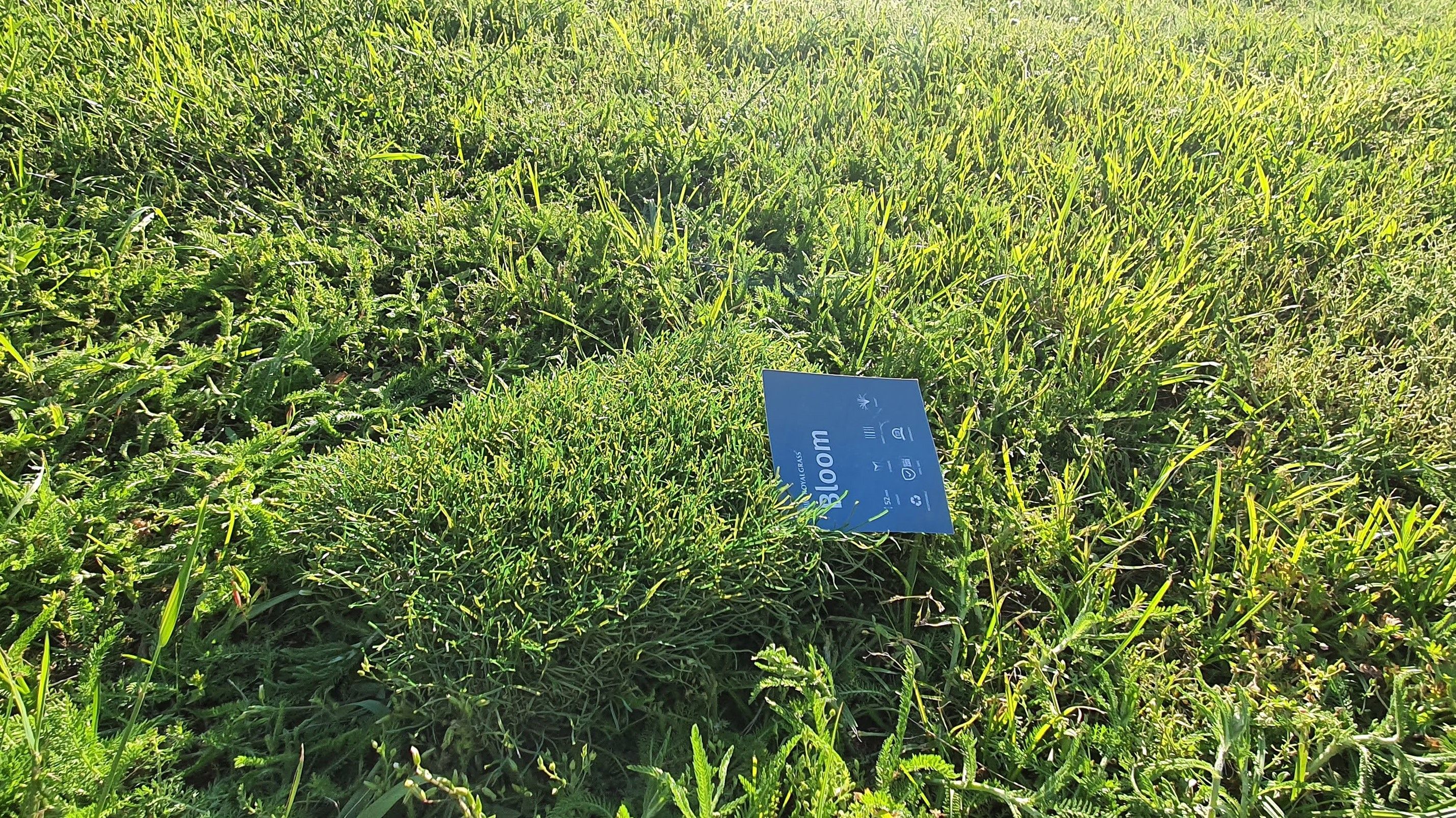 Royal Grass BLOOM ''paslēpts'' dabīgajā zālienā