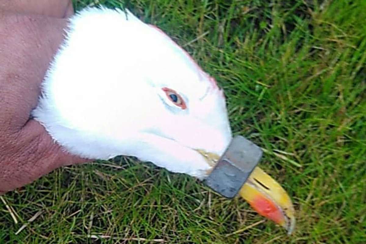Denne måsen har ikkje fått i seg mat på lenge.