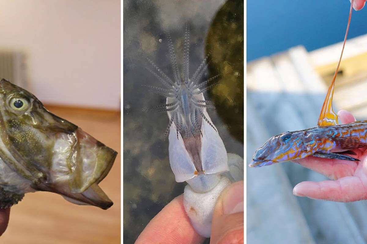 Hvilken art har du funnet? Ta bilde - få svar