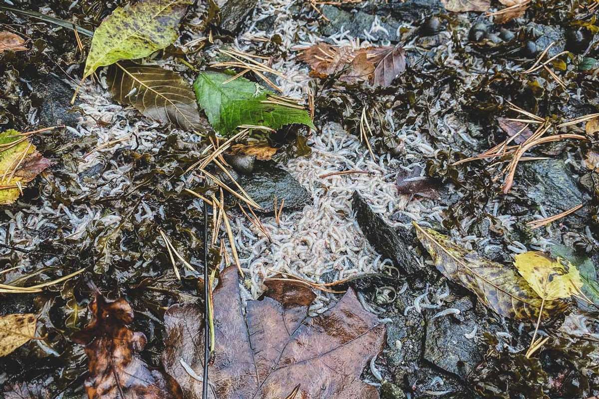 Død krill i Vargavågen. Foto: ØH