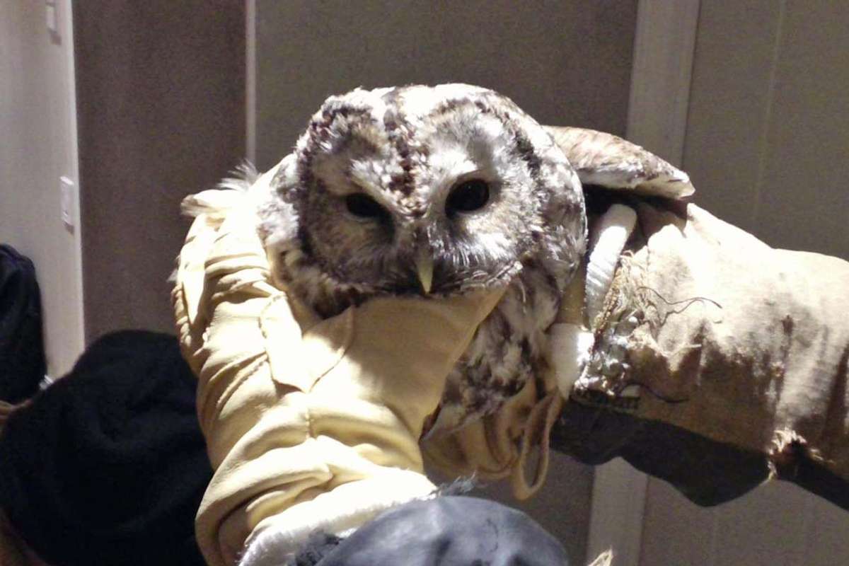 Denne ugla blei redda ut av ein skorstein på Storum i går. (Foto: Os brannvesen)