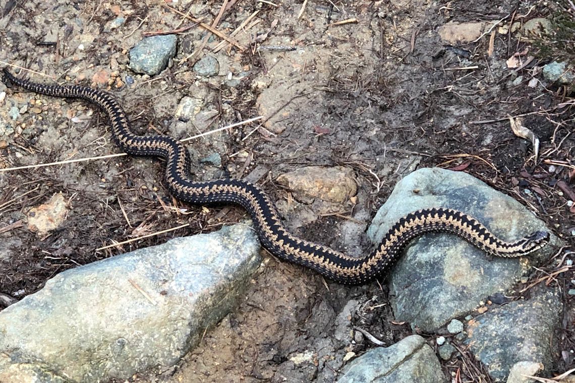 Hoggorm Pa Tidleg Vartur Midtsiden