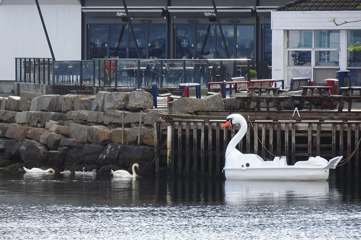 Svaner har prega Os hamn dei siste åra. Den til høgre er for utleige. (Foto: Kjetil Vasby Bruarøy)