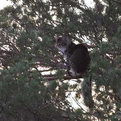 Katten i treet (foto: KVB)