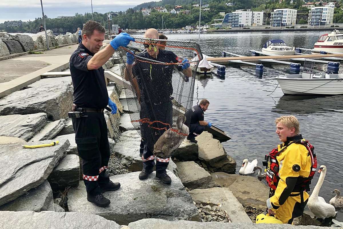 Brannvesenet har håven klar og fekk ein enkel jobb med å fanga svaneungen.