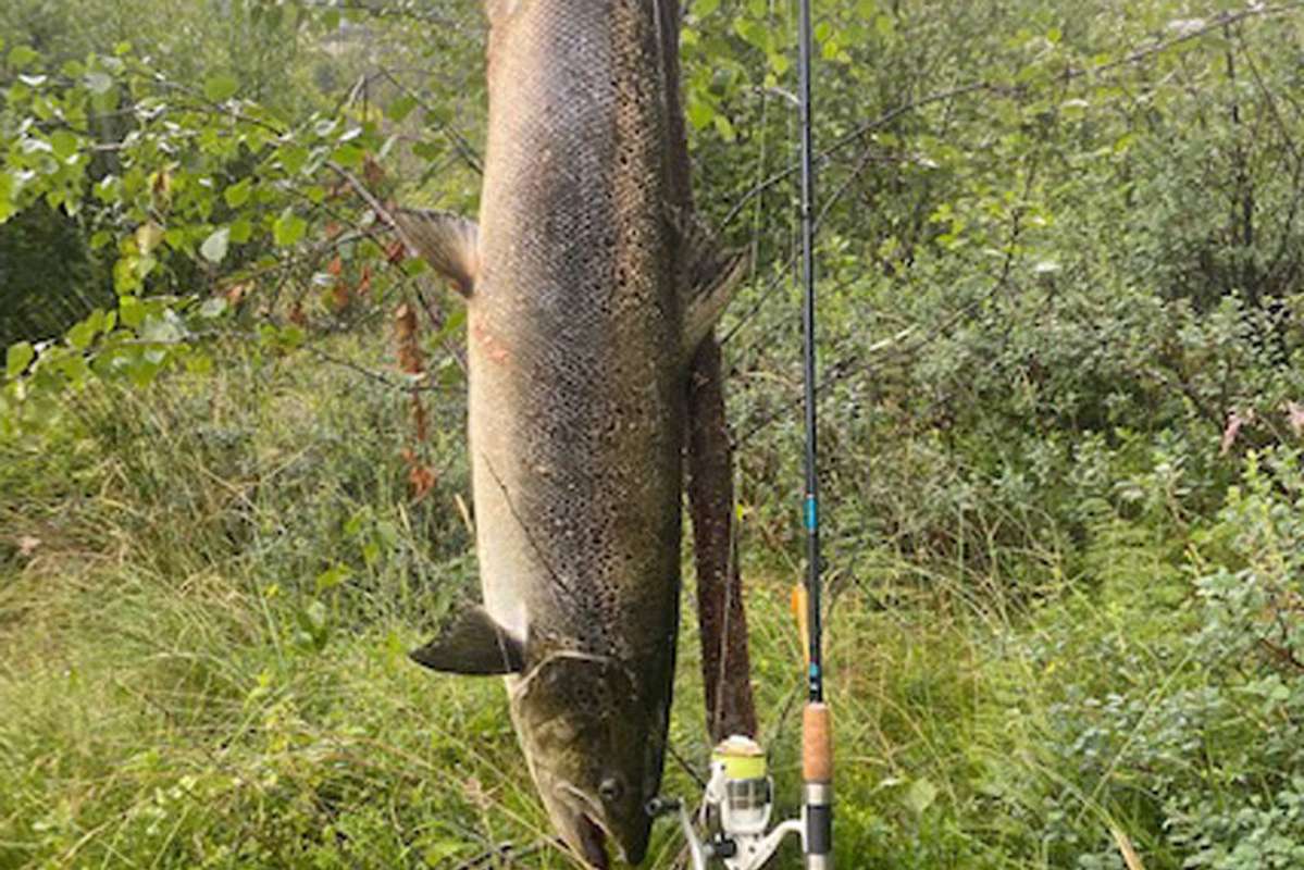Laksen var 112 cm lang. (Privat foto)