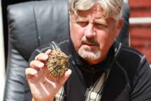 Kåre Lunde med ein europeisk flatøsters på rundt 30 gram, tjue gram frå å vera leveringsklar. (Foto: Kjetil Vasby Bruarøy)