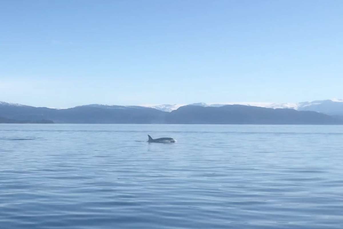 Fine dagar for ny kvalsafari