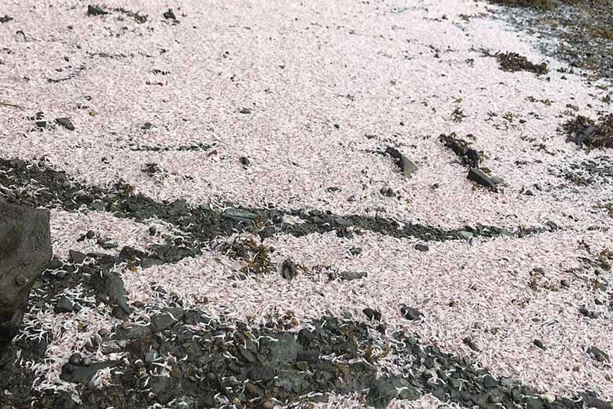 Død krill i Vargavågen i 2018. Foto: Lesarbilete