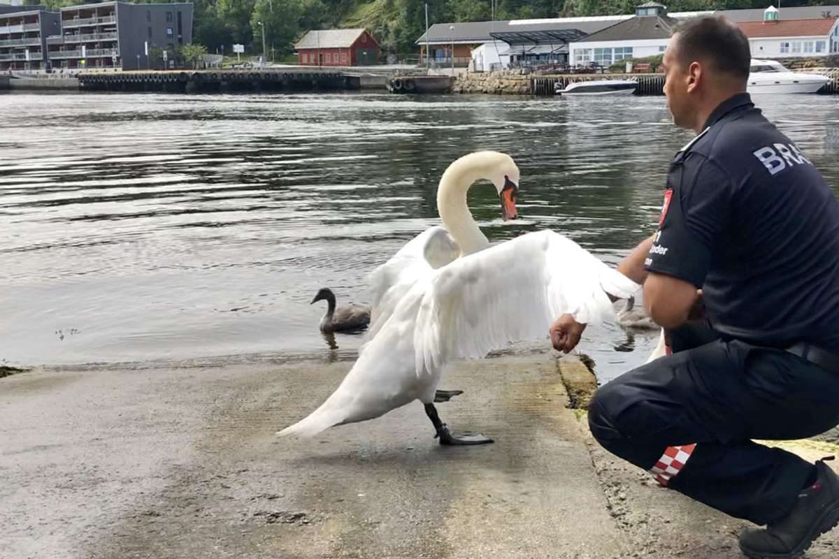 Tak for hjelpa: Ein hissig high five frå svanefar.