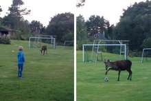 Då hjorten sprang vekk frå ballen sentra Fredrik den tilbake. Dermed var han i gang igjen. (Foto: Anne Strønen)