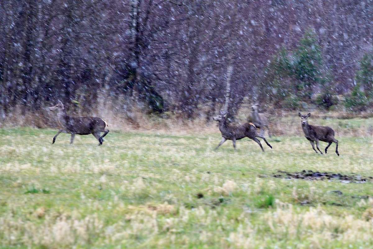 Hjorten kan koma brått på. I tida som kjem er det mørkare og kanskje glattare på vegen. (Foto: Kjetil Vasby Bruarøy)