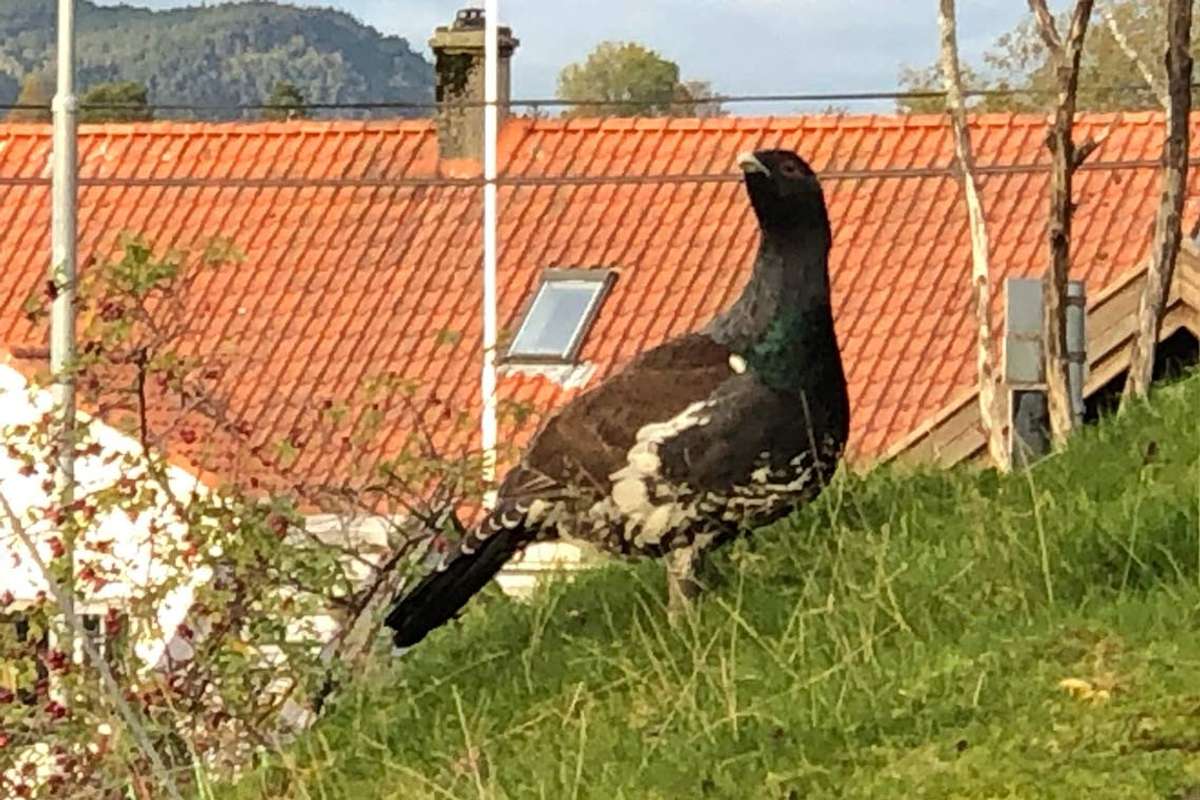 Tiur på tulltur