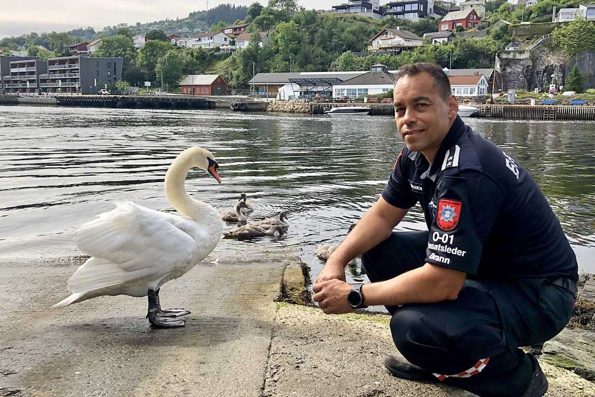 Svaneunge med gøtt i halsen - måse med mutter (!) rundt nebbet