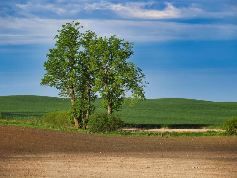 Buyer Beware: Why Land Purchasers Must Exercise Extreme Caution When Buying Property in Kenya