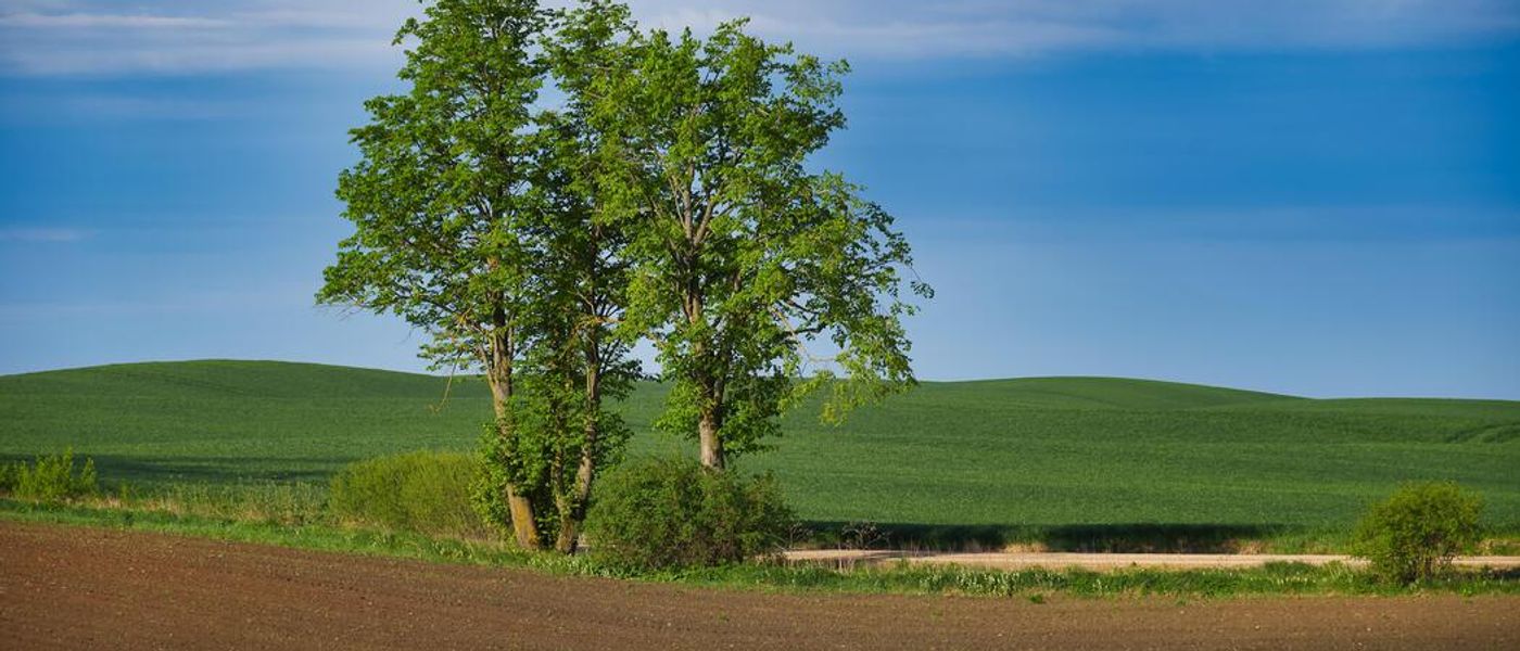 Buyer Beware: Why Land Purchasers Must Exercise Extreme Caution When Buying Property in Kenya