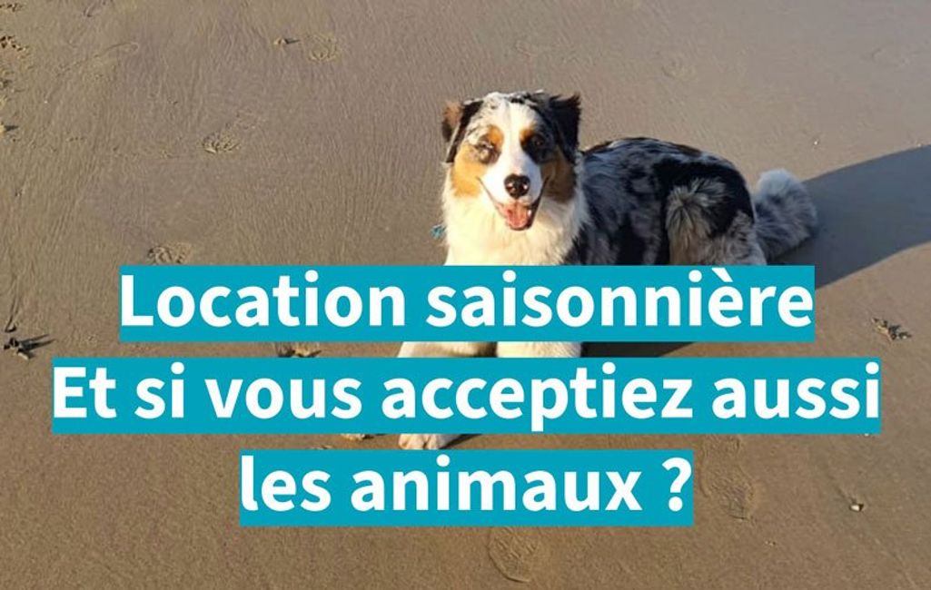 Chien en laisse sur un sentier côtier de Quiberon