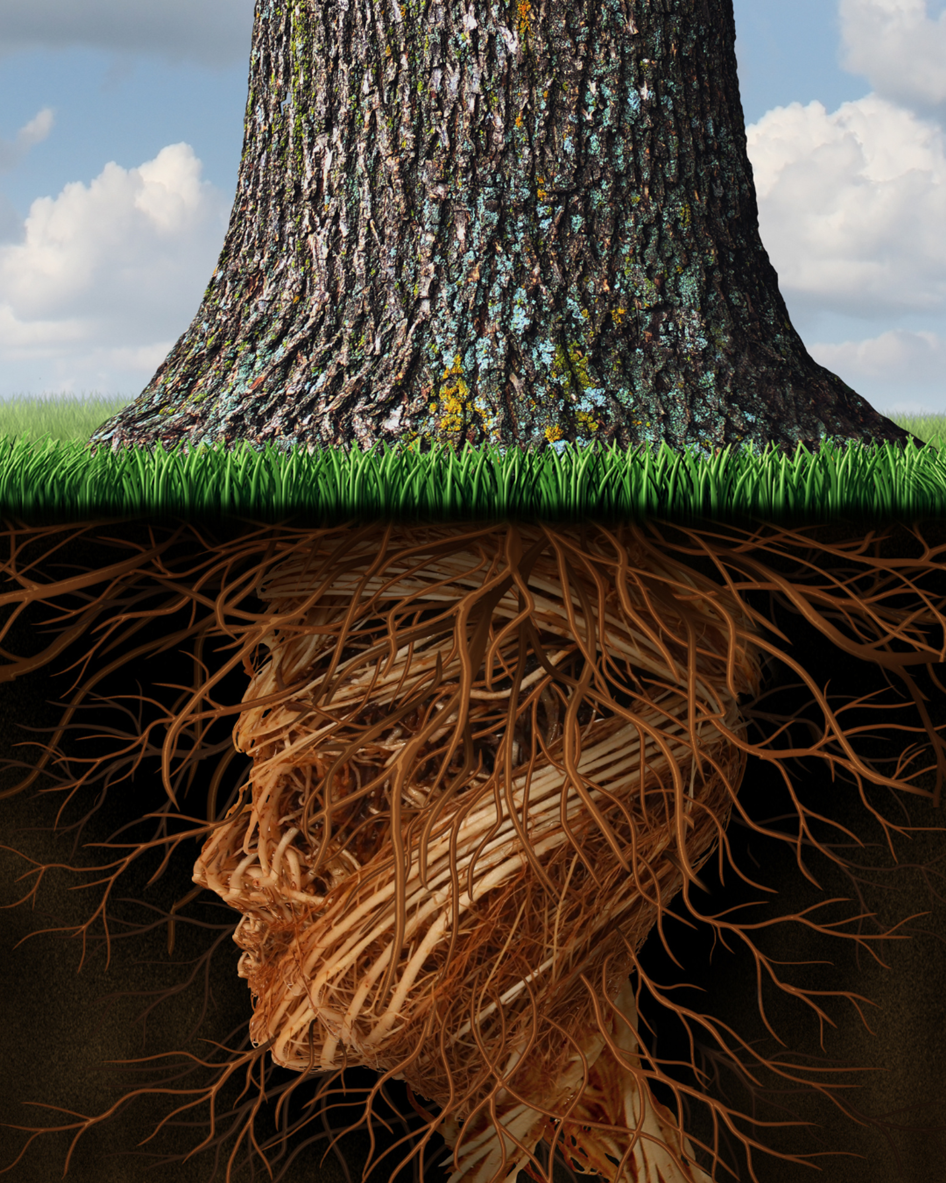 arbre avec tete racine